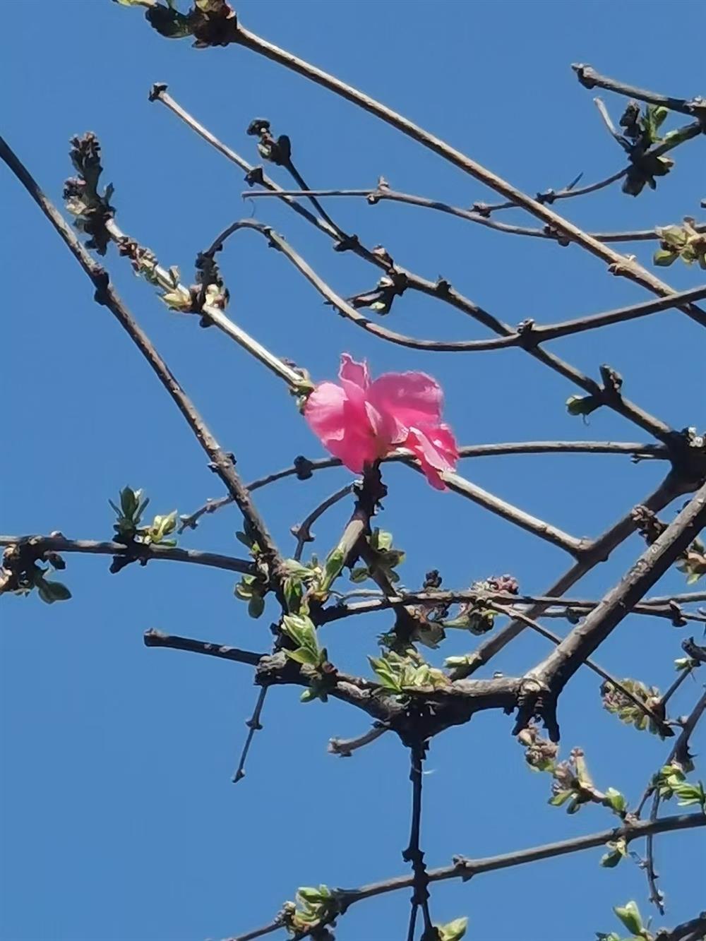 一枝独秀